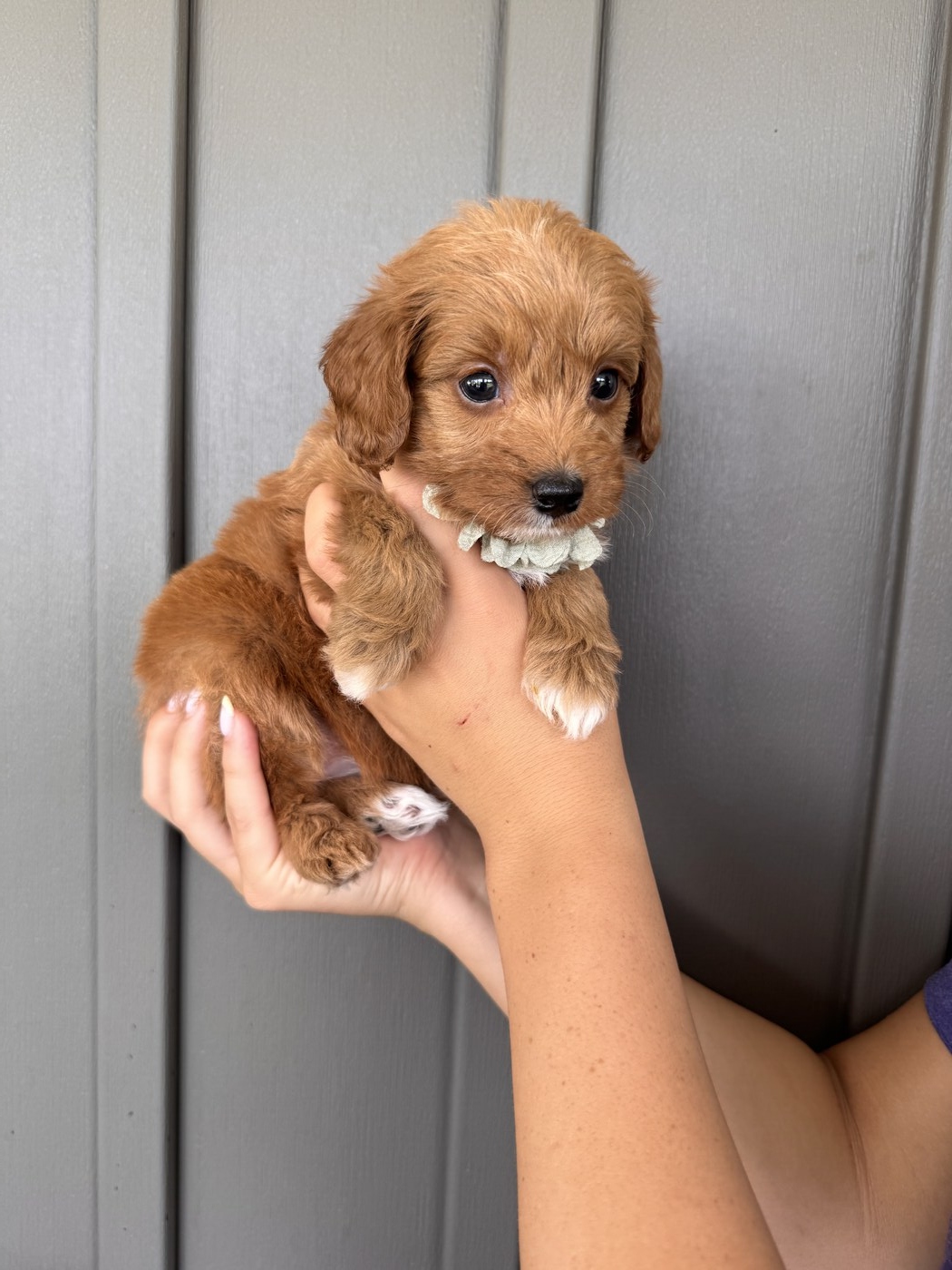 Zara- 6 weeks 