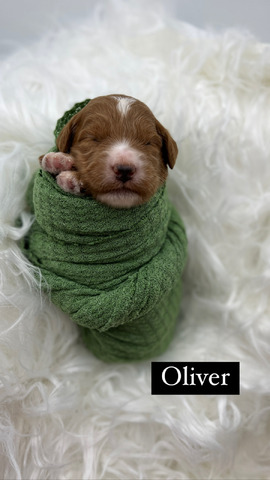Oliver 12 days old