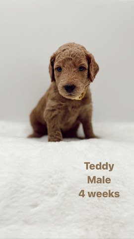Teddy 4 weeks