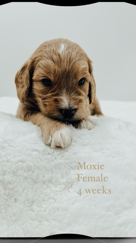 Moxie 4 weeks