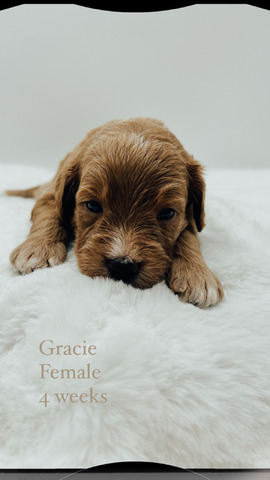 Gracie 4 weeks