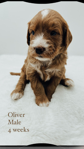Oliver 4 weeks