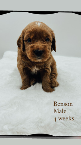 Benson 4 weeks