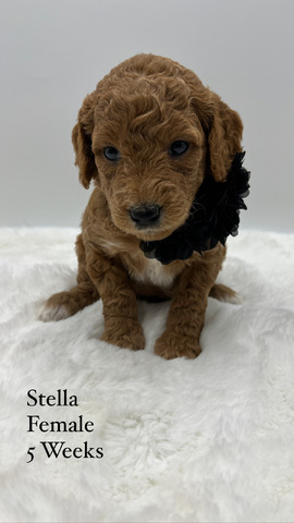 Stella 5 weeks