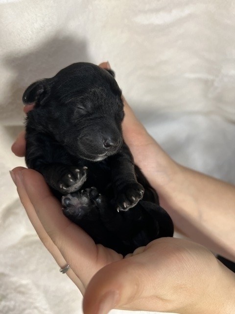 Mr Tate - 3 days old