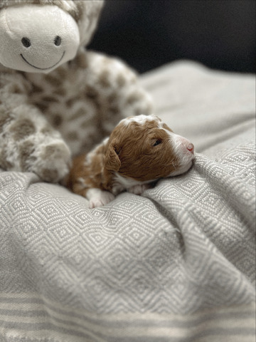 Mr Theo - 13 days old