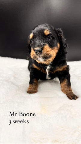 Boone - 3 weeks old