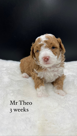 Theo - 3 weeks old