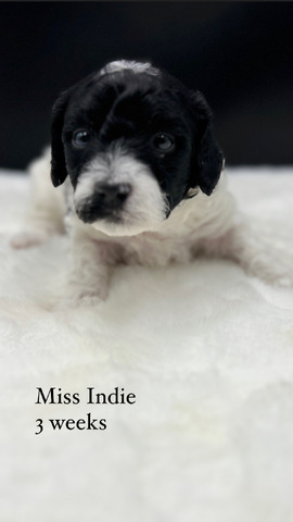 Indie - 3 week sold