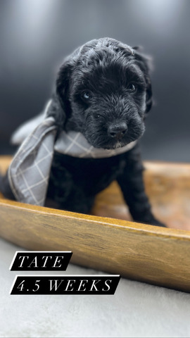 Tate - 4.5 weeks