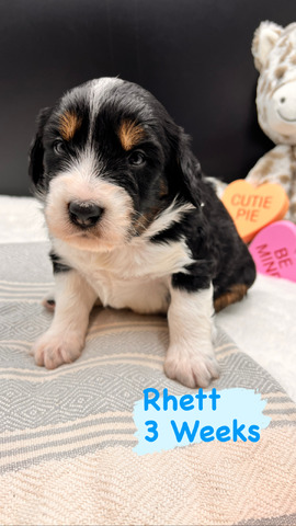 Rhett - 3 weeks 