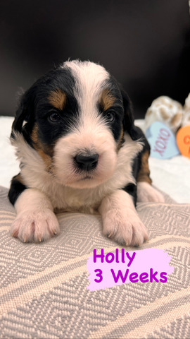 Holly - 3 weeks 