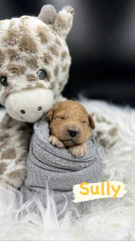 Sully - 10 days old