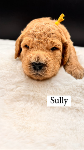 Sully - 17 days old 