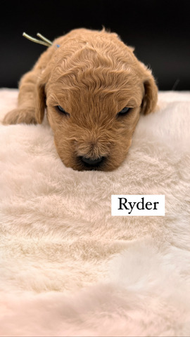 Ryder -17 days old 