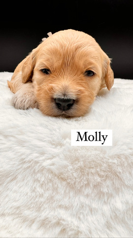 Molly - 17 days old 