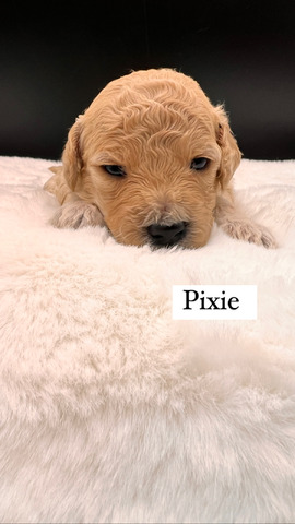 Pixie - 17 days old 