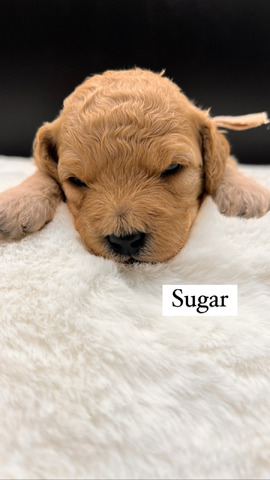 Sugar - 17 days old 