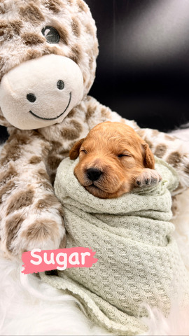 Sugar - 10 days old 