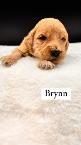 Brynn - 10 days old 