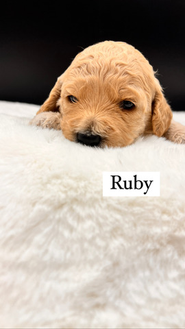 Ruby - 17 days old 