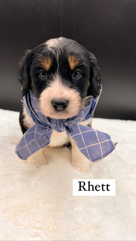 Rhett - 4 weeks 