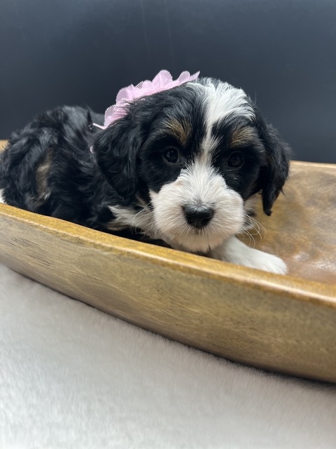 Posie - 5 weeks - 4.8 lbs