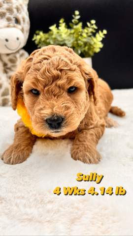 Sully 4 weeks -  4.14 lbs