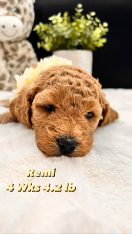 Remi - 4 weeks - 4.2 lbs