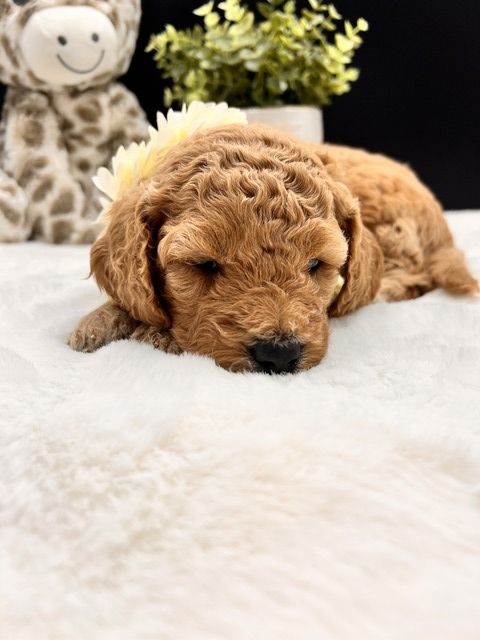 Remi - 4 weeks - 4.2 lbs