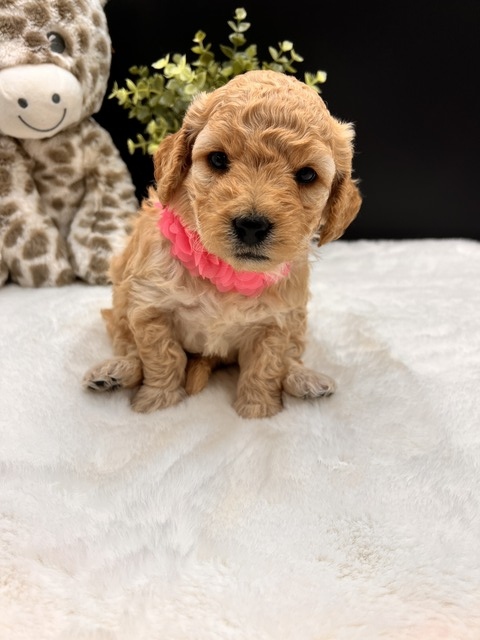 Sugar- 4  weeks 3.2 lbs