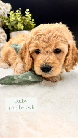 Ruby - 5 weeks 