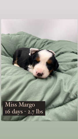 Margo - 16 days old