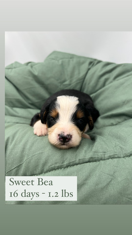 Sweet Bea - 16 days old 