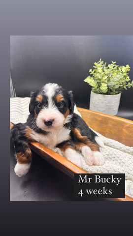 Bucky - 4 weeks 