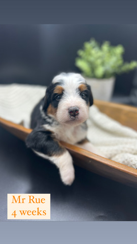 Mr Rue - 4 weeks 