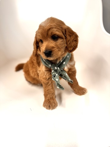 Bo - 5 Weeks 
