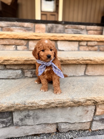 Ace - 5 weeks 