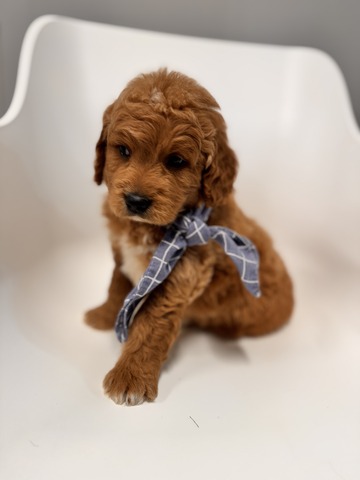 Ace - 5 weeks 
