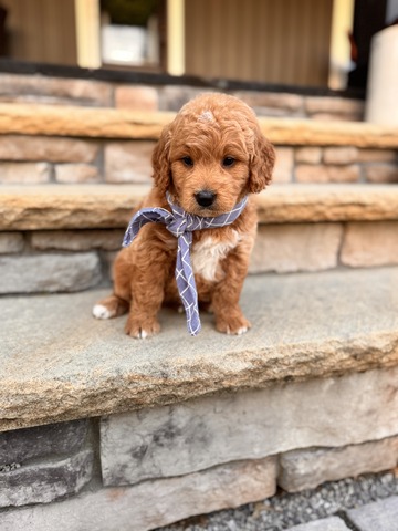 Ace - 5 weeks 