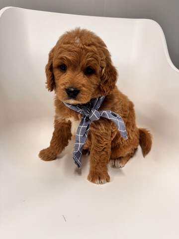 Ace - 5 weeks 