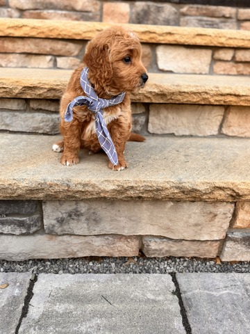 Ace - 5 weeks 