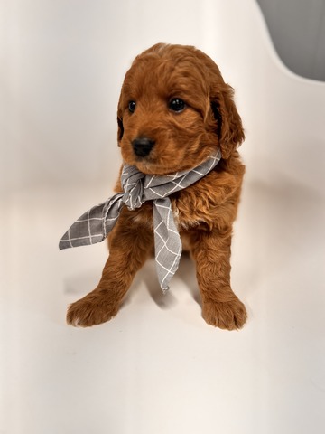 Dirk - 5 weeks 