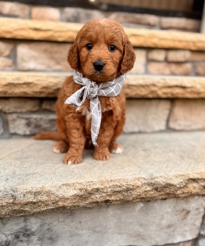 Dirk - 5 weeks 