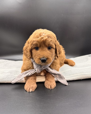 Dirk - 5 weeks 
