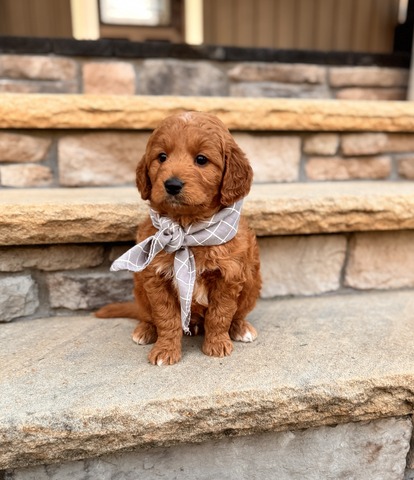 Dirk - 5 weeks 