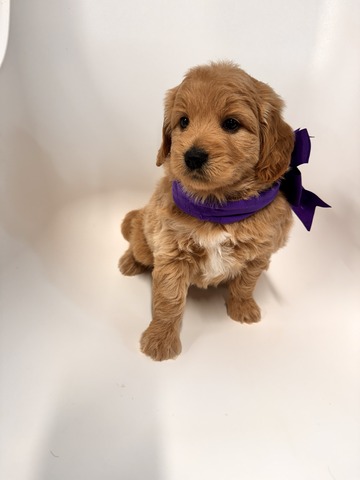 Ella - 5 weeks 