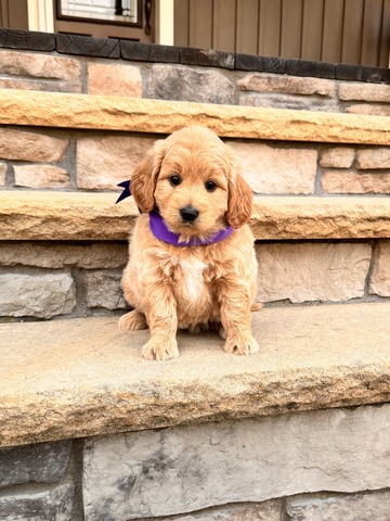 Ella - 5 weeks 