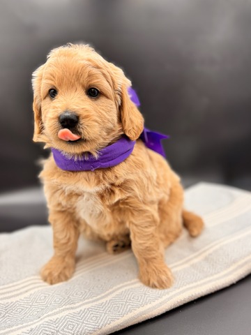 Ella - 5 weeks 
