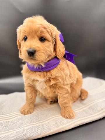Ella - 5 weeks 